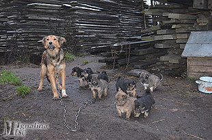 Kieme – kalė su dar septyniais šuniukais. Šie jau iškeliavo į gyvūnų globos namus