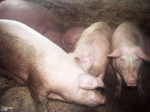 Dariaus Šypalio nuotr. Užtikrinant biologinę saugą, kiaulės negali būti laikomos lauke.