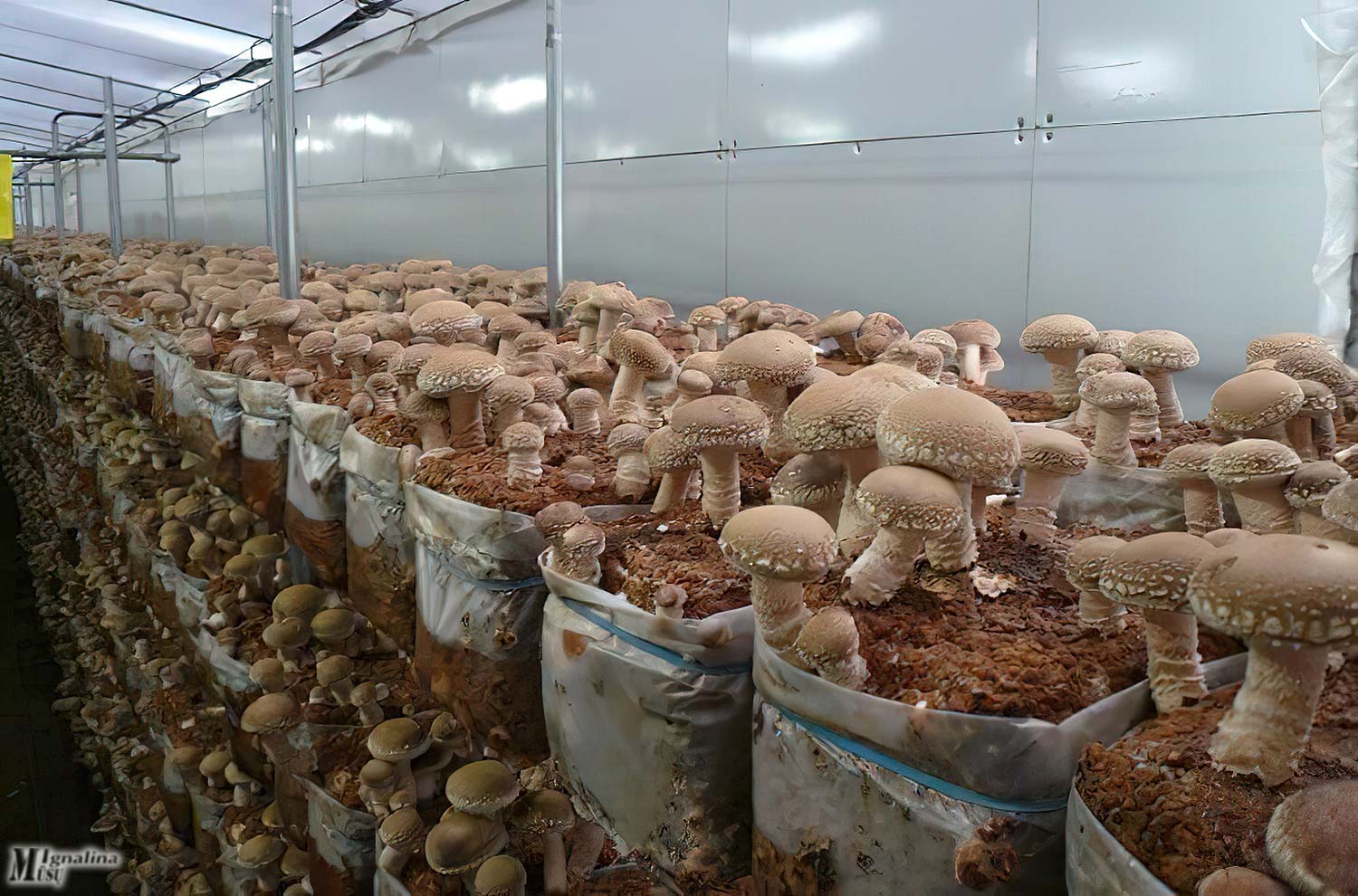 Условия выращивания белого гриба. Ферма шампиньонов вешенок. Мицелий шиитаке. Грибная ферма вешенки. Грибная ферма шиитаке.